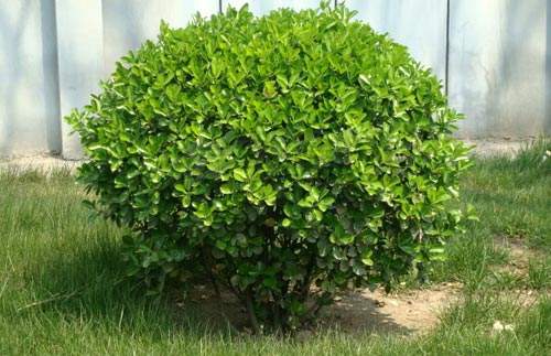 冬青价格-图片-形态特性-生长习性-地理分布-主要价值以及植物文化