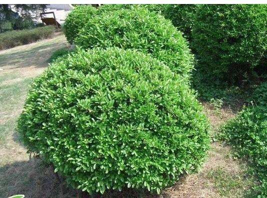 冬青栽培技术以及虫害防治介绍