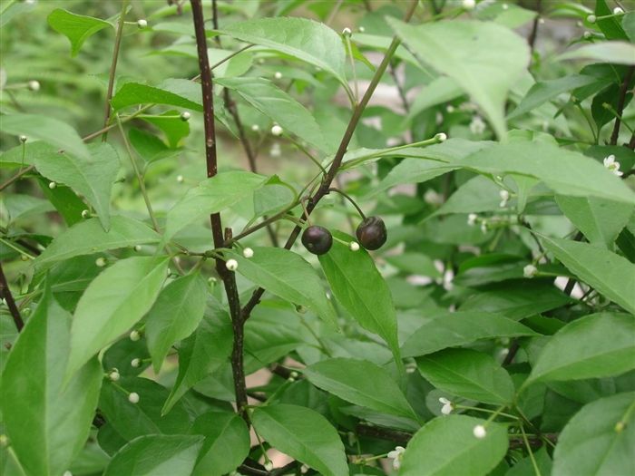 梅叶冬青价格-图片-形态特征-生长环境-分布范围以及主要价值