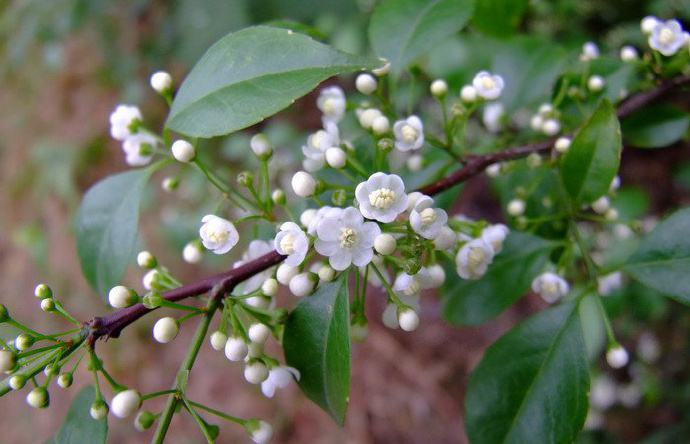 梅叶冬青栽培技术以及采收加工介绍