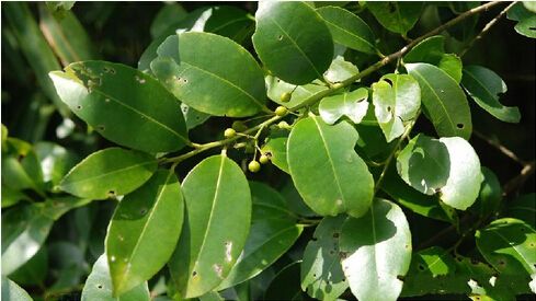 榕叶冬青价格-图片-形态特征-生长环境-分布范围以及主要价值