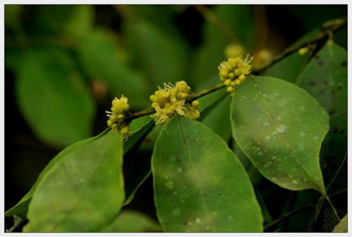 榕叶冬青的繁殖方法以及栽培技术介绍