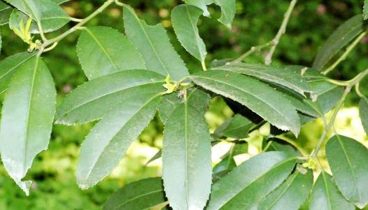 大叶冬青价格-图片-形态特征-生长环境-分布情况以及主要价值