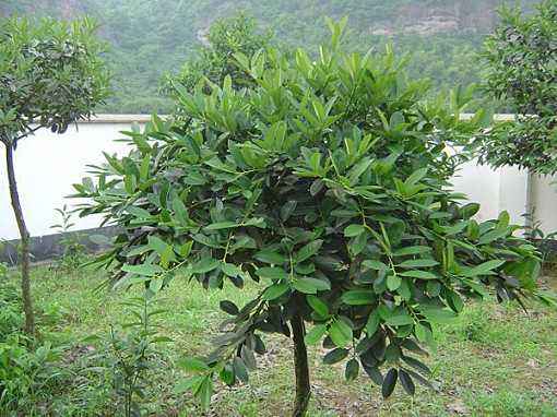 大叶冬青育苗方法、种植栽培以及病害防治介绍