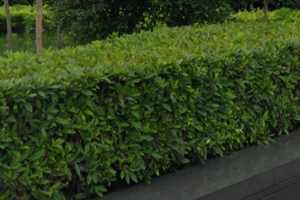 矮冬青价格-图片-形态特征-生长环境以及分布范围