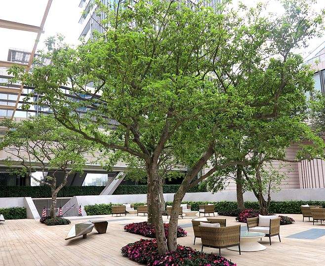 铁冬青价格-图片-别名-形态特征-生长习性-分布情况以及经济价值