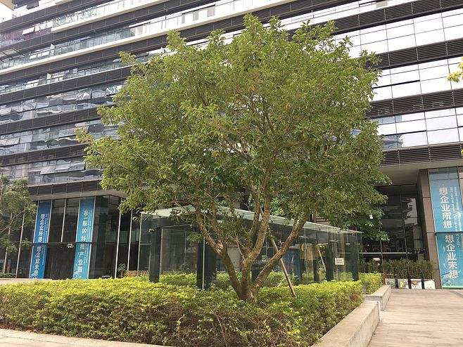 铁冬青栽培方法以及病虫防治介绍