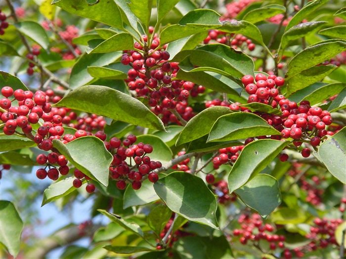 四川冬青价格-图片-形态特征-生长环境-分布范围以及主要变种