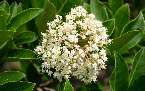 日本珊瑚树价格-图片-形态特征-产地环境以及主要价值