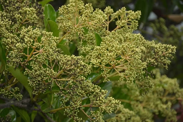 日本珊瑚树繁殖方法以及栽培技术介绍