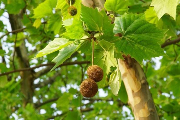 三球悬铃木图片-价格-形态特征-生态习性-分布范围-主要价值以及植物文化