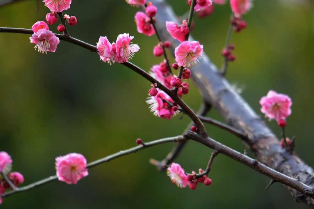 梅树价格-图片-生长环境-分布范围以及主要价值
