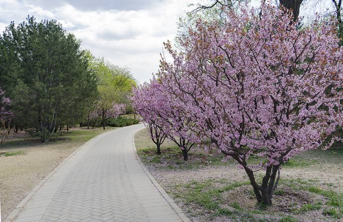 梅树栽培管理、花果管理以及病虫害防治介绍