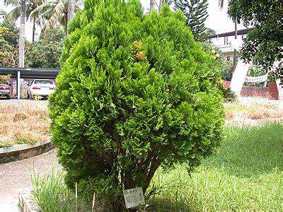 侧柏的价格-图片-形态特征-生态习性-分布情况-经济价值以及植物文化