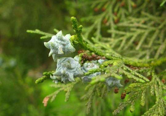 侧柏栽培技术、繁殖方法以及病虫害防治介绍