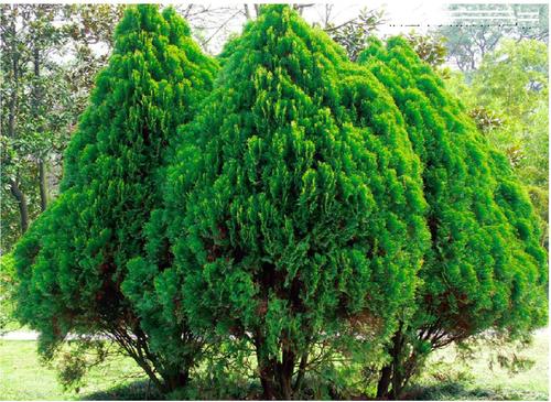 侧柏的价格，侧柏2020年最新行情，侧柏卖多少钱？