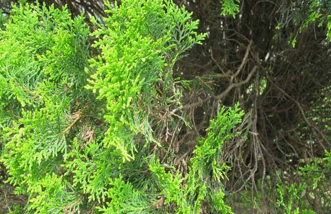 侧柏的生态习性，怎样种植和培育侧柏？