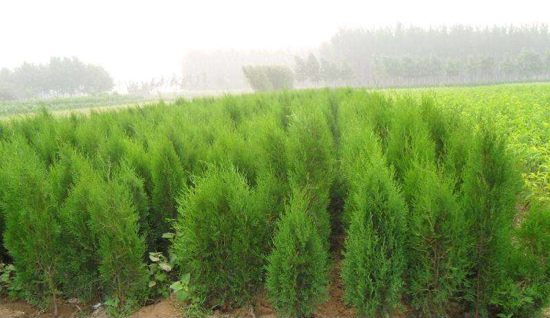 侧柏的分布情况，哪儿有侧柏的种植基地？