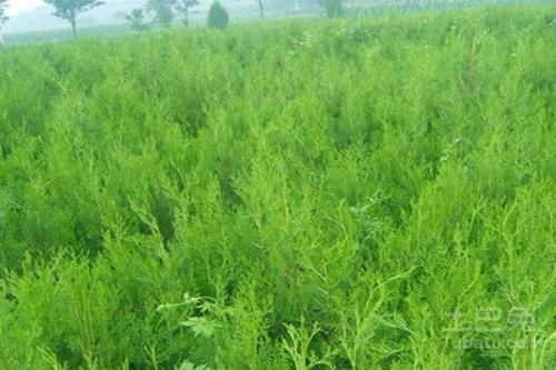 侧柏的植物文化，侧柏有哪些文化寓意？