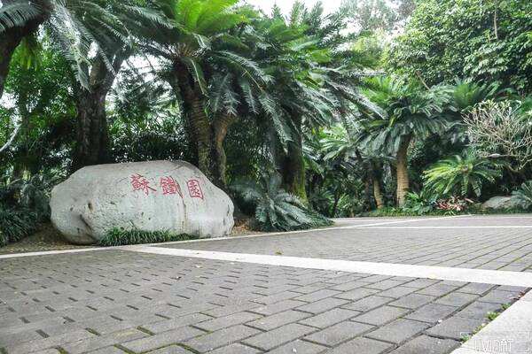 苏铁的繁殖方式、栽培方法、田间管理以及病虫防治介绍