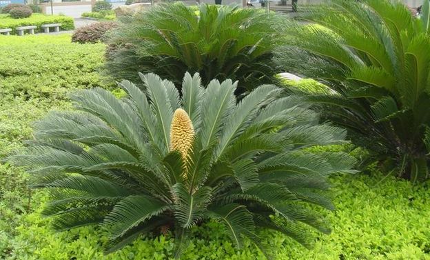 苏铁的价格，苏铁2020年最新行情，苏铁卖多少钱？