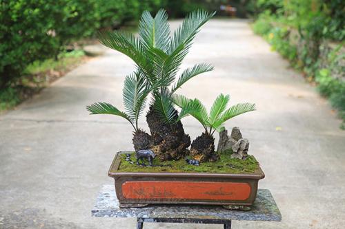 苏铁形态特征，苏铁盆栽造型要怎么做？