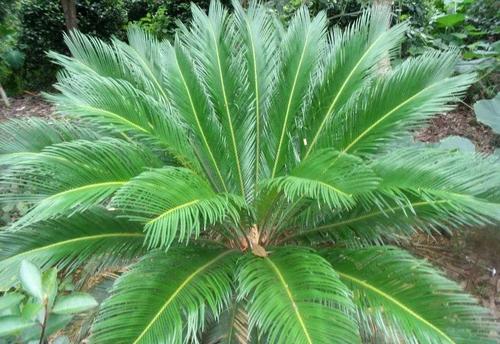 苏铁的生态习性，怎样种植和培育苏铁？