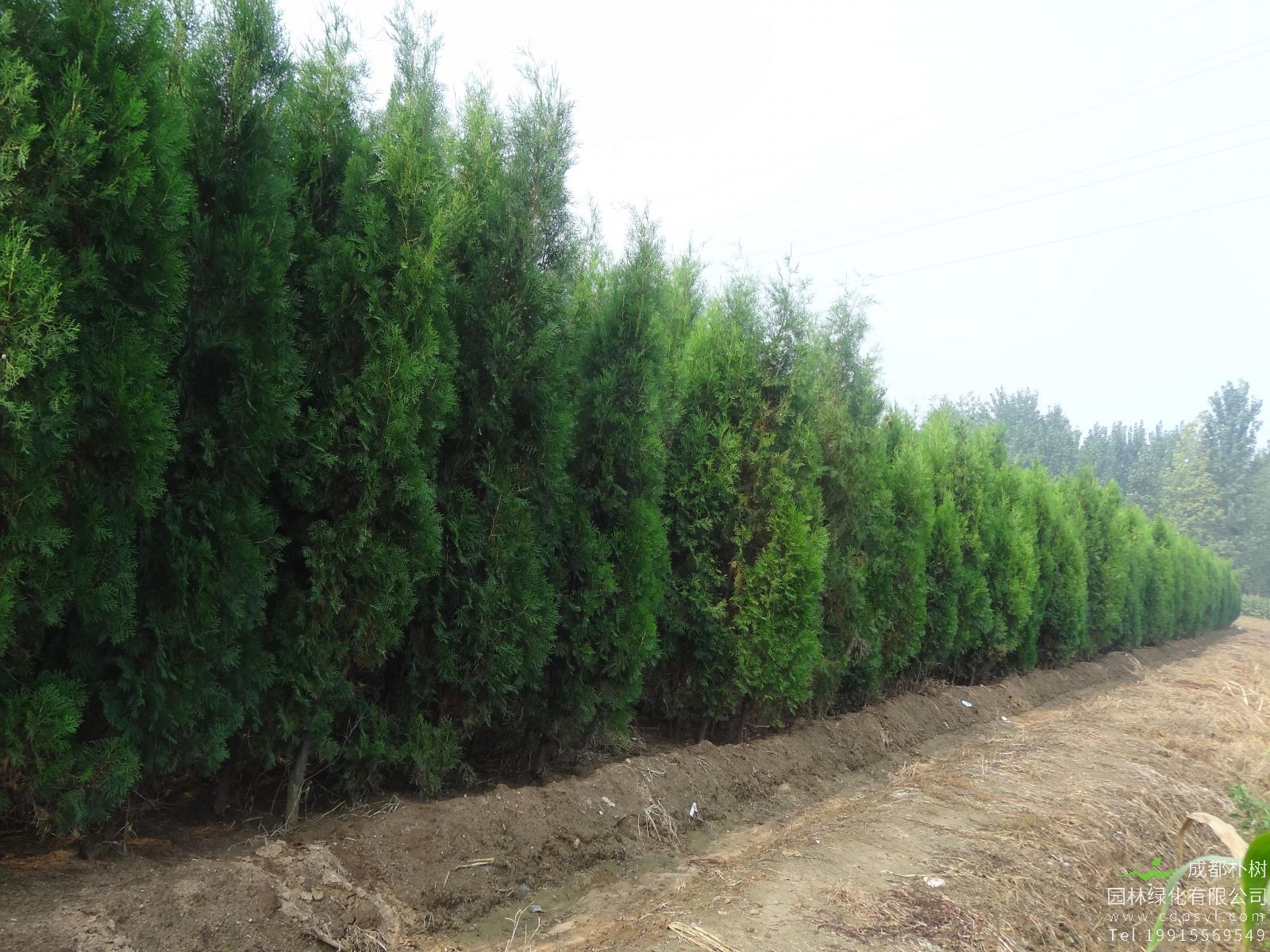 侧柏的经济价值，侧柏的作用与功效有哪些？