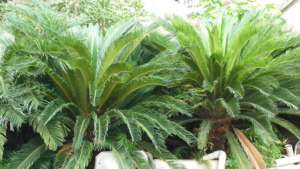 苏铁的分布情况，哪儿有苏铁的种植基地？