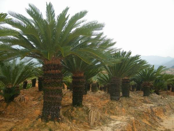 苏铁的经济价值，苏铁的功效与作用有哪些？