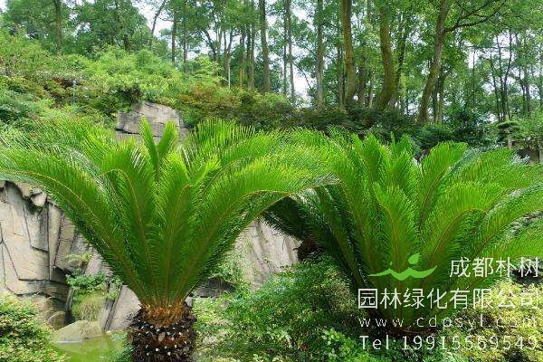 苏铁价格-图片-形态特征-生长习性-分布范围-主要价值以及植物文化