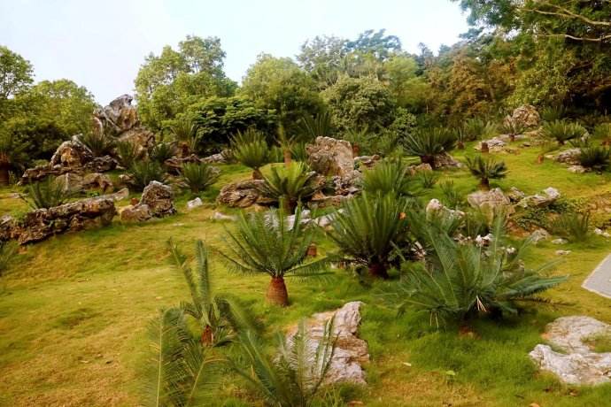 苏铁的植物文化，苏铁的花语是什么？