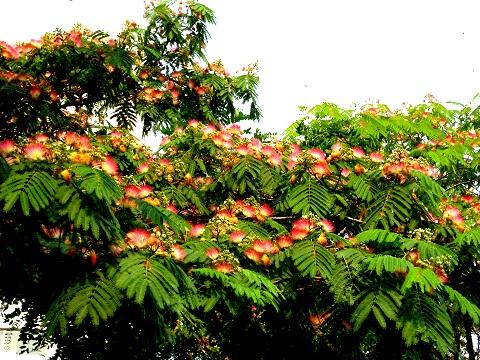 合欢树价格-图片-形态特征-生长习性-地理分布-主要价值以及植物文化