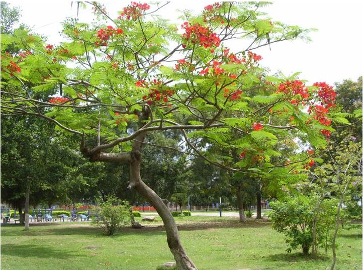 合欢树的价格，合欢树2020年最新行情，合欢树卖多少钱？