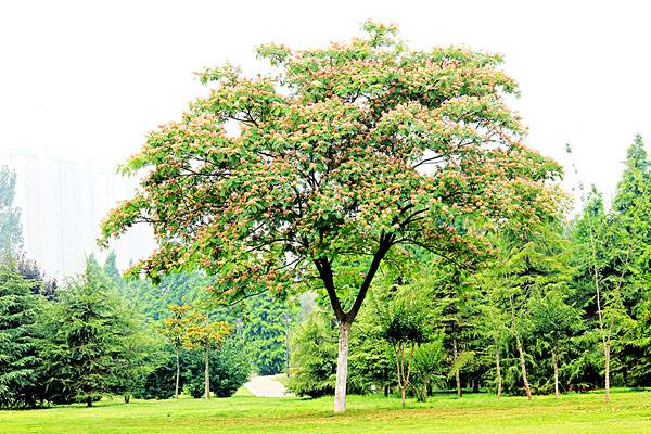 合欢树形态特征，合欢树可以造型么？