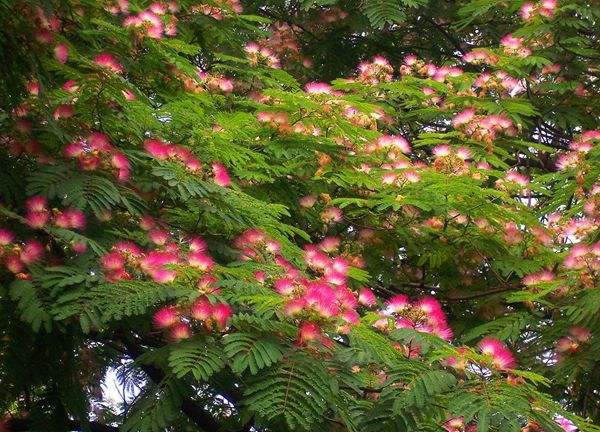 合欢树的分布情况，哪儿有合欢树的种植基地？