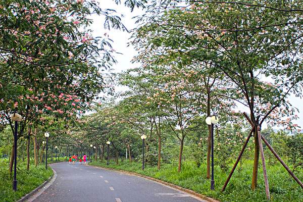 合欢树的经济价值，合欢树的功效与作用有哪些？