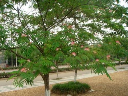 合欢树的植物文化，合欢树的花语是什么？