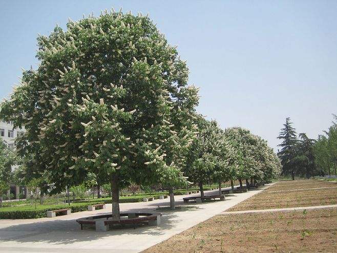 七叶树价格-图片-形态特征-主要变种-产地生境-生长习性以及主要价值