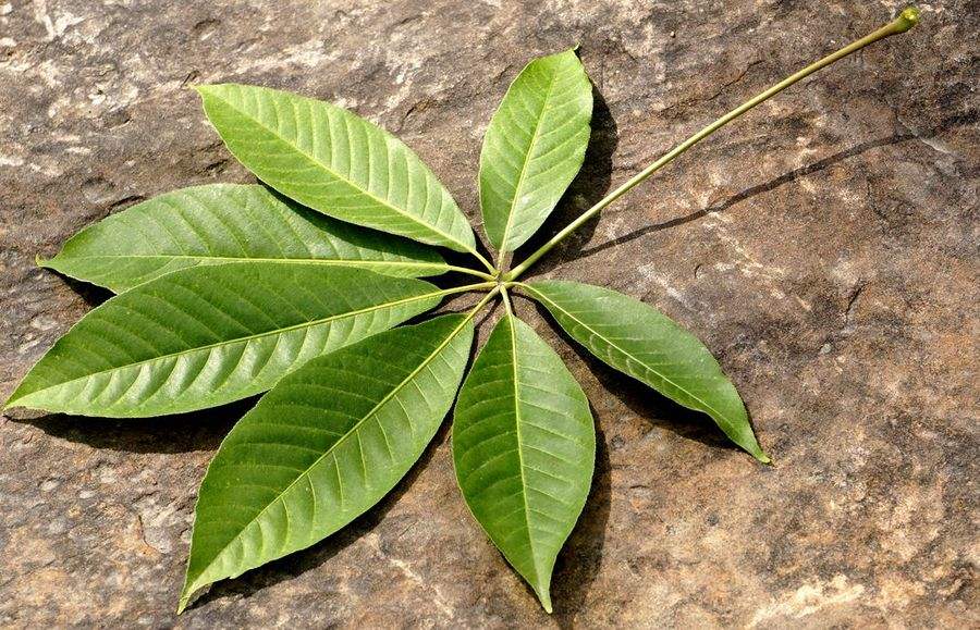 七叶树繁殖方式、栽培技术以及病虫防治介绍