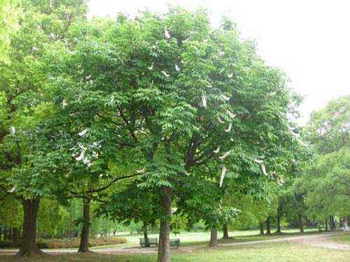 七叶树的价格，七叶树2020年最新行情，七叶树卖多少钱？