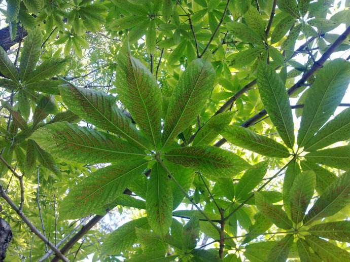 七叶树形态特征，七叶树可以造型么？