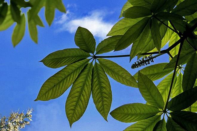 七叶树的分布情况，哪儿有七叶树的种植基地？