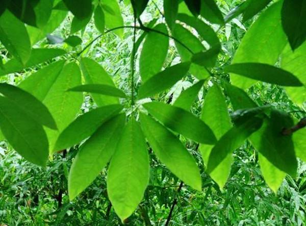 七叶树的功效与作用，七叶树的经济价值有哪些？