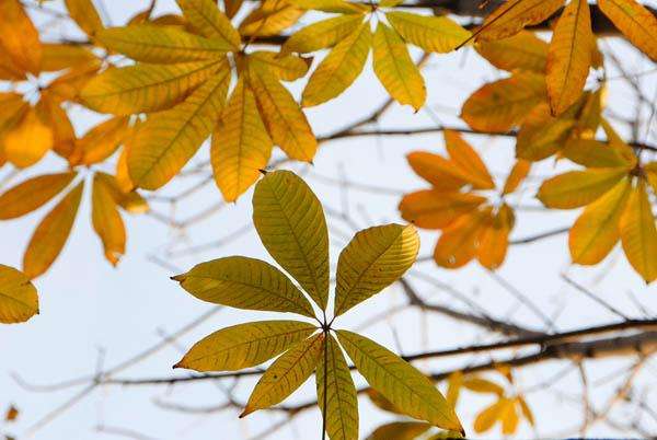 七叶树的植物文化，七叶树的花语是什么？