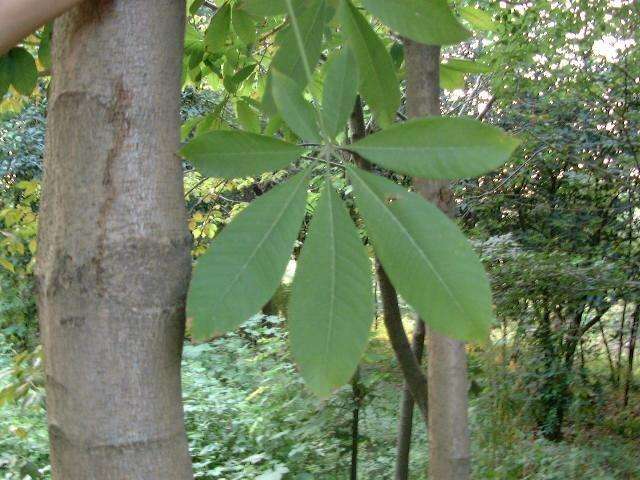 什么是浙江七叶树？浙江七叶树有哪些作用与功效？