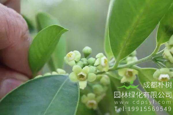 沉香树形态特征，培育沉香树盆景需要注意些什么？