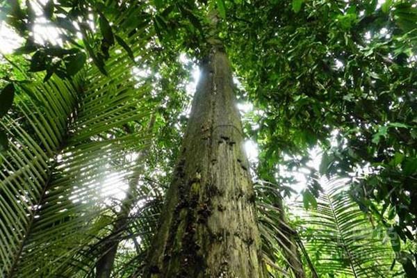 沉香树价格-图片-形态特征-生长环境-分布范围-主要价值以及植物学史