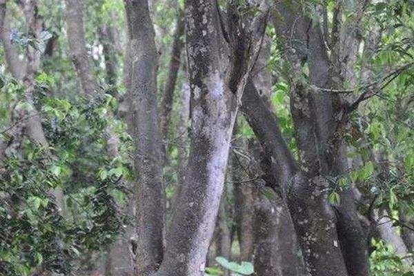 沉香树的繁殖方法、栽培技术以及病虫防治介绍