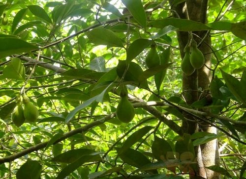 沉香树价格，沉香树2020年最新行情，沉香树卖多少钱？